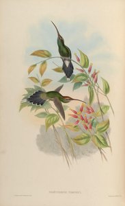 Phaethornis yaruqui de John Gould